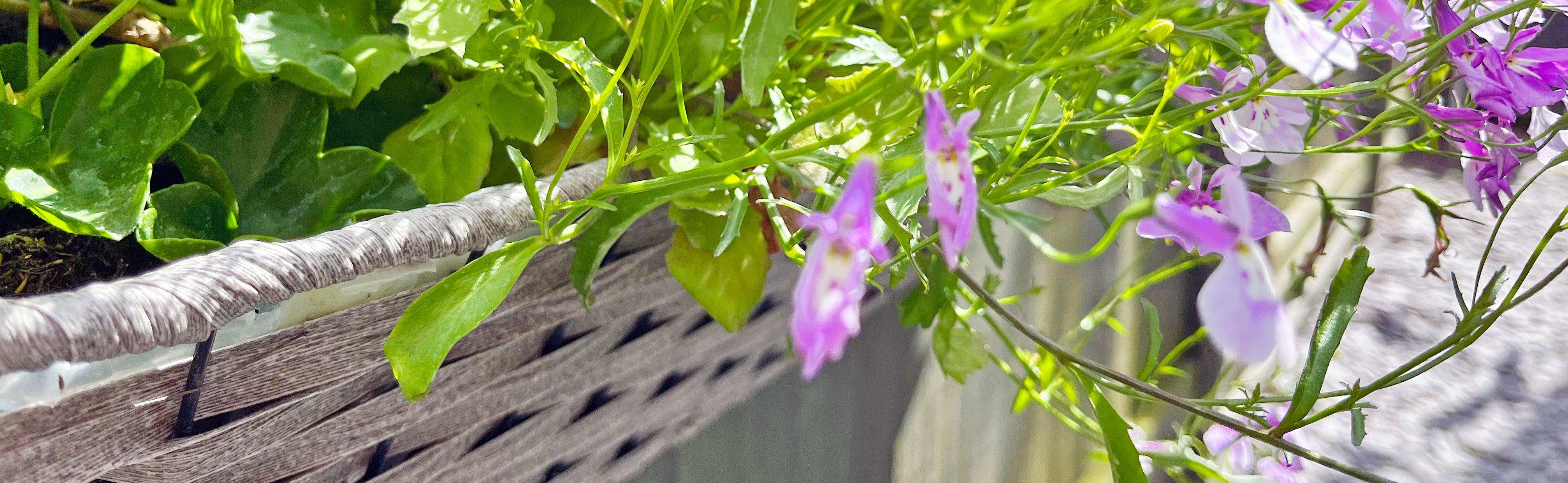 Hanging Baskets Brookside Garden Centre