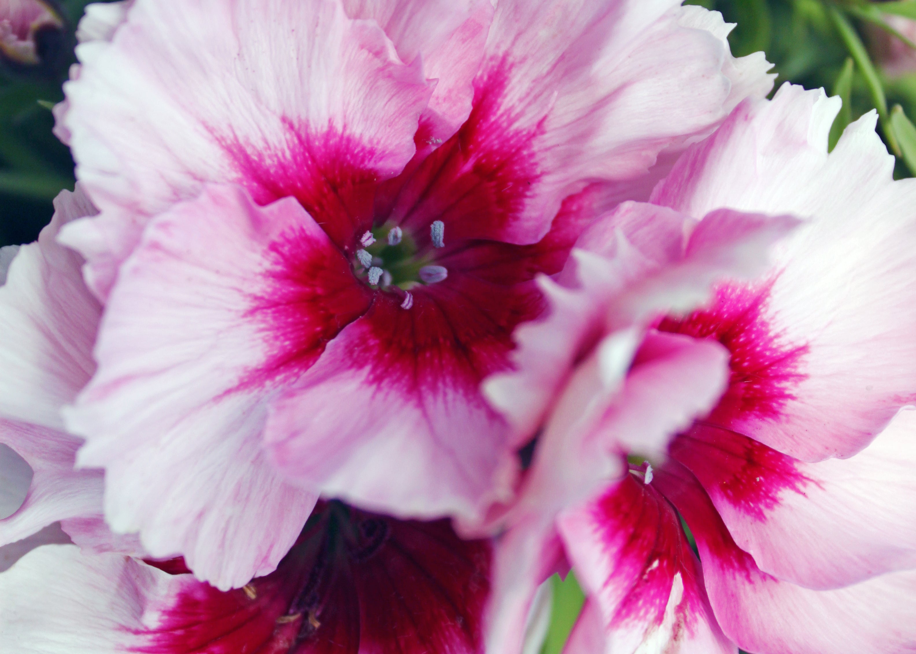 Edible Flowers Brookside Garden Centre