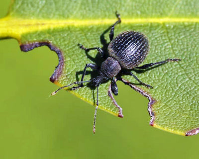 Vine Weevils