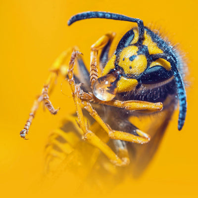 Wasps