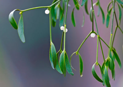 Mistletoe