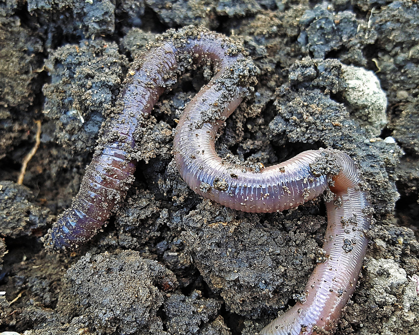 Earthworms – Brookside Garden Centre